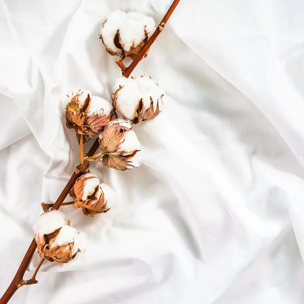 ramoscello di cotone con i fiori su un lenzuolo bianco